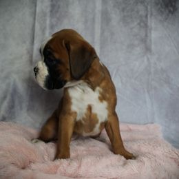 Boxer Puppies from Big Mac Boxers