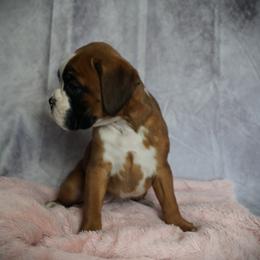 Boxer Puppies from Big Mac Boxers