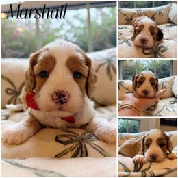 Marshall - Red male Australian Labradoodle puppy in Summerfield, North Carolina from Four Oaks Labradoodles