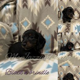 Dachshund Puppies from McJazzin Doxies