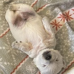 Scottish Terriers and West Highland White Terriers from McGuire’s High Country Terriers