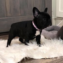 French Bulldog and Golden Retriever Puppies from Show me goldens and frenchies