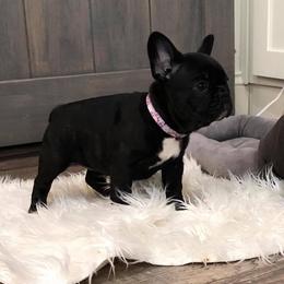 French Bulldog and Golden Retriever Puppies from Show me goldens and frenchies
