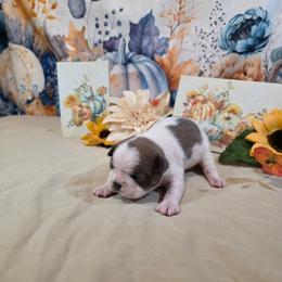 Han Solo - Blue male Boston Terrier puppy in Kingsport, Tennessee from Irish Heart Bostons