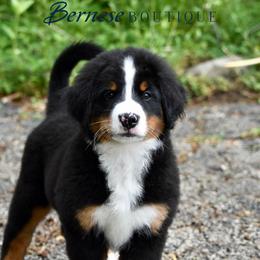 Light blue girl - Black rust and white female Bernese Mountain Dog puppy in Waukesha, Wisconsin from Bernese Boutique