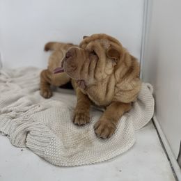 Chinese Shar-Pei, Cocker Spaniel, and Companion Cross Puppies from Mini Hippo Land