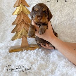 Cinderella - Chocolate female Australian Labradoodle puppy in Oregon from Forever Loyal Labradoodles