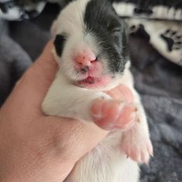 Carly - White and black female Smooth Fox Terrier puppy in Lake City, Florida from Providence Kennels