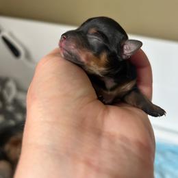Female 1 - Black and tan female Yorkshire Terrier puppy in Phil Campbell, Alabama from MagnoliaYorkies