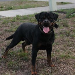 Keanu - Rottweiler