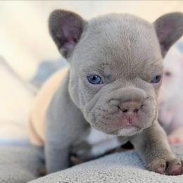 Ritter - Liver male French Bulldog puppy in Fort Atkinson, Wisconsin from Bishop Bullyz