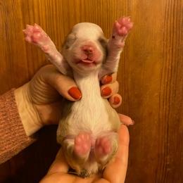 Beans - Red merle male Miniature Australian Shepherd puppy in Marysville, Washington from Garay Mini Aussies