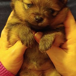 Pomeranian and Pomsky Puppies from Stonehill Breeders