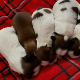 Shih Tzu Puppies from Garrard Creek Shih Tzus