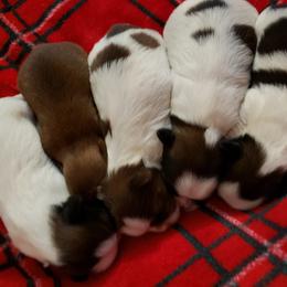 Shih Tzu Puppies from Garrard Creek Shih Tzus