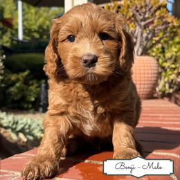Benji - Red male Australian Labradoodle puppy in Citrus Heights, California from Elite Blend Labradoodles