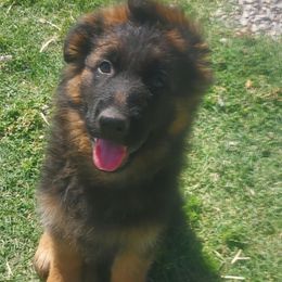 Duke JR - Black and red male German Shepherd puppy in Wittmann, Arizona from Minerd Ranch