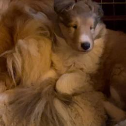 Collie Puppies from Castlebar Collies