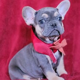 French Bulldog and Poodle Puppies from Poos&Bulls Keepsake