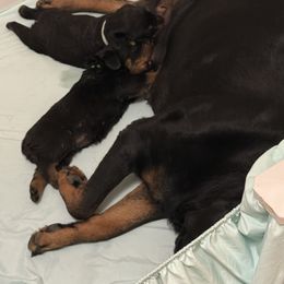Rottweiler Puppies from Von Locher Rotties