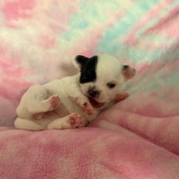 Pearl - Black and white female Chihuahua puppy in Doyle, California from Dreamy Divine Chihuahuas