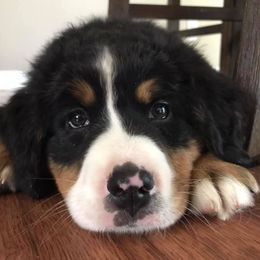 Bernedoodle Puppies from HooDoodles