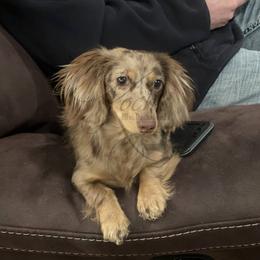 Cinnamon - Chocolate and cream female Dachshund puppy in Clyde Park, Montana from Boondachs FKA Koch’s Mini Dachshunds