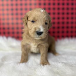 Boy 4 - Apricot male Goldendoodle puppy in Fayetteville, Arkansas from Silver Hill Farm