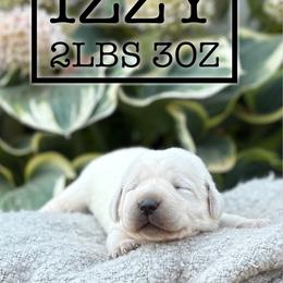 Izzy - Yellow female Labrador Retriever puppy in Puyallup, Washington from 12 Door Farm Labradors