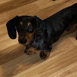 Sammy - Dachshund