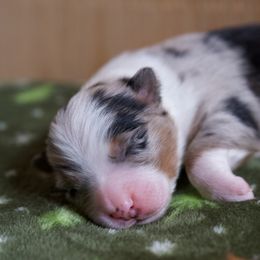Australian Shepherd Puppies from River Run Australian Shepherds