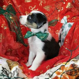 Zipper - Tri-color male Border Collie puppy in Albuquerque, New Mexico from Noko's dogs