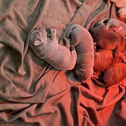 Dilute Retriever Puppies from Virdin’s Silver Labs