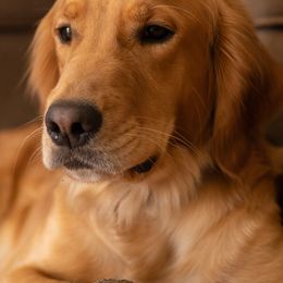 Golden Retrievers from Melissa's Golden Retrievers