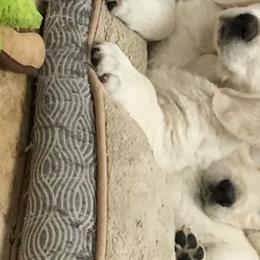 Golden Retrievers from Peacefield Acres