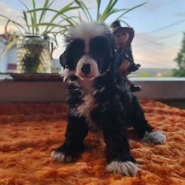 Male 2 - Black and white male Chinese Crested puppy in New Castle, Pennsylvania from Long Haul Cresteds & Long Rotts