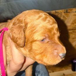 Pink Collar - Red  female Goldendoodle puppy in Winchester, Tennessee from Mahaffey’s Doodles