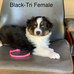 Australian Shepherd Puppies from LIT Aussies