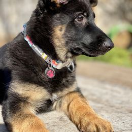 German Shepherd Puppies from Kearanen Talo German Shepherds