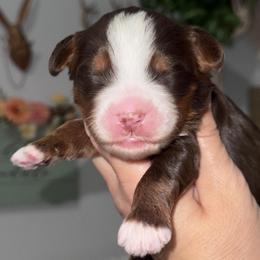 Chase - Brown and white male Bernedoodle puppy in Hillsboro, Oregon from Myt fine doodles