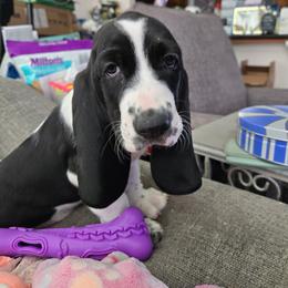Basset Hound Puppies from Boulder Oak Bassets