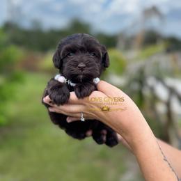 AKC Liver Girl - Liver female Miniature Schnauzer puppy in Lake Placid, Florida from Love Giver Schnauzers
