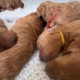 French Bulldog and Poodle Puppies from Beautifulbabypups