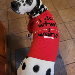 Dalmatian All Grown Up from Antietam Dalmatians