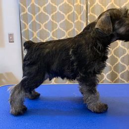 Miniature Schnauzer Puppies from Incendio Miniature Schnauzers