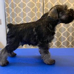 Miniature Schnauzer Puppies from Incendio Miniature Schnauzers
