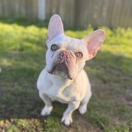Liza - French Bulldog
