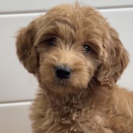 Girl 1 - Goldendoodle puppy in San Antonio, Texas from Totally Texas Doodles