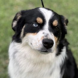 June - Miniature Australian Shepherd