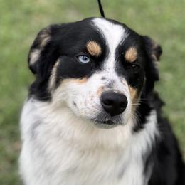 June - Miniature Australian Shepherd
